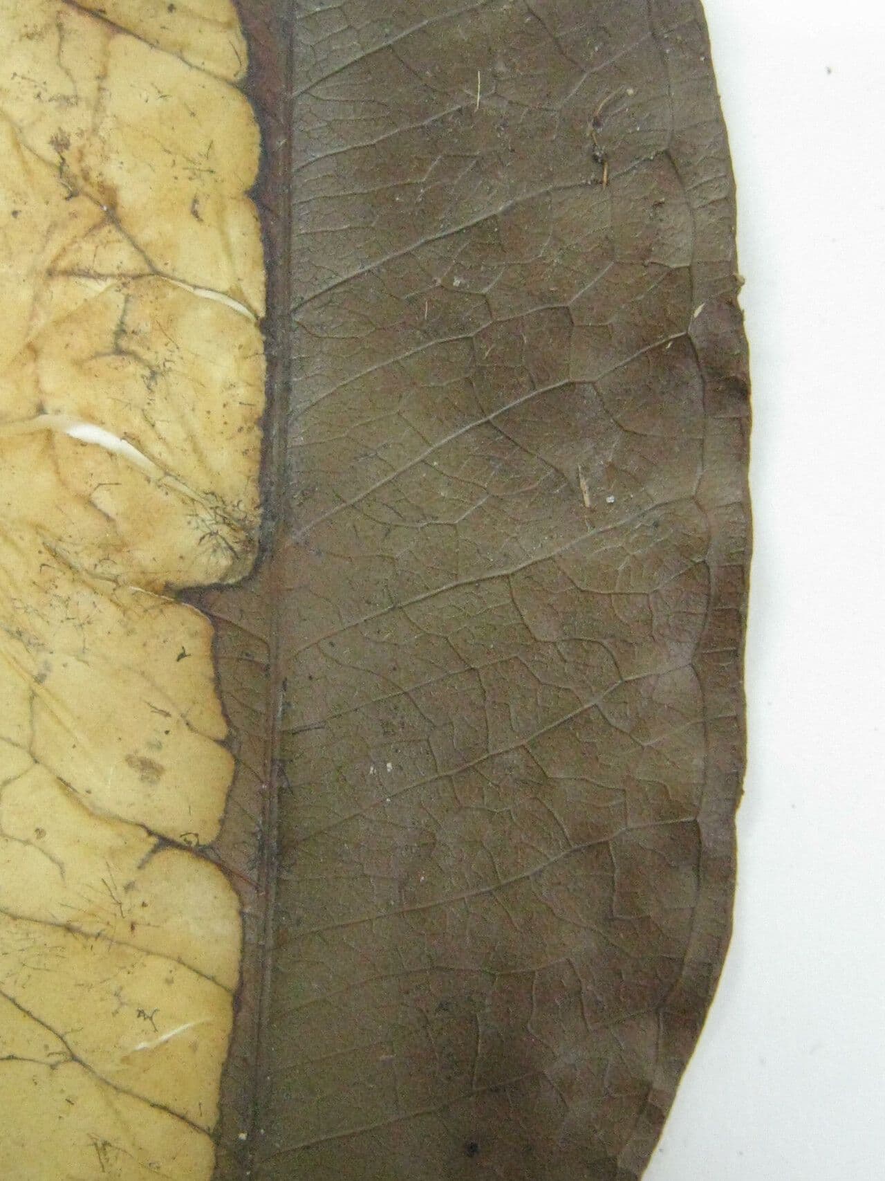 Eugenia 2