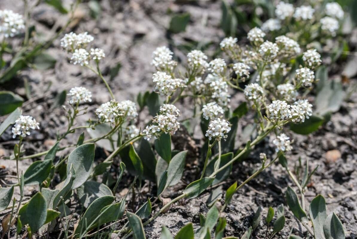 Lepidium 2
