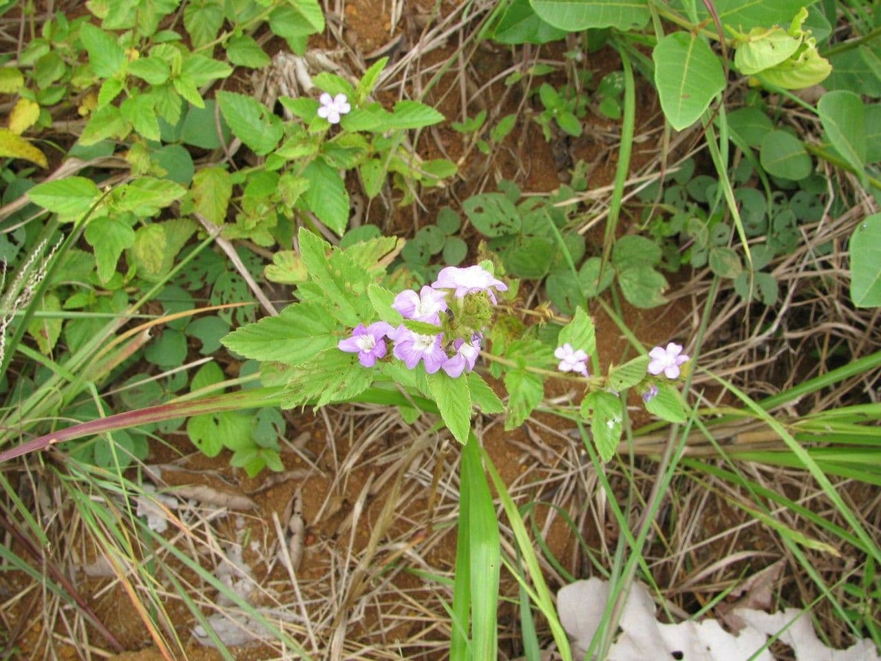 Melochia villosa 11