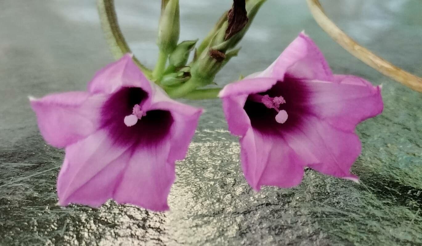 Ipomoea grandifolia