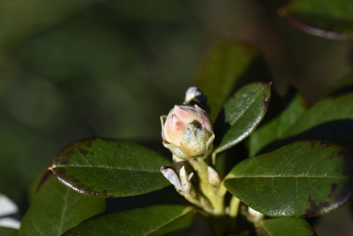 Rododendro 2