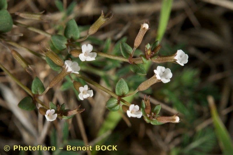 Micromeria 6