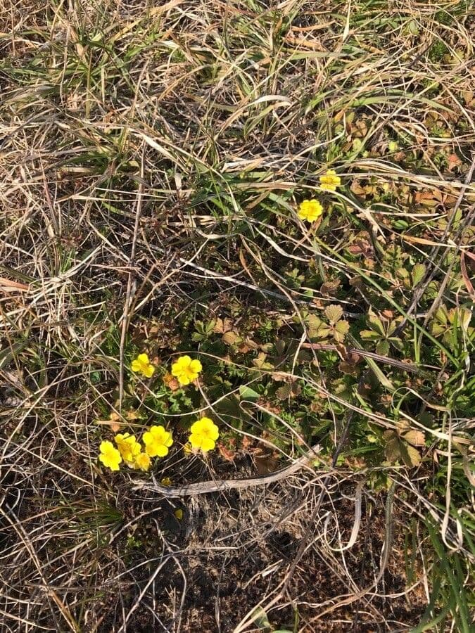 Potentilla 2