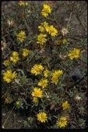 Lessingia 6