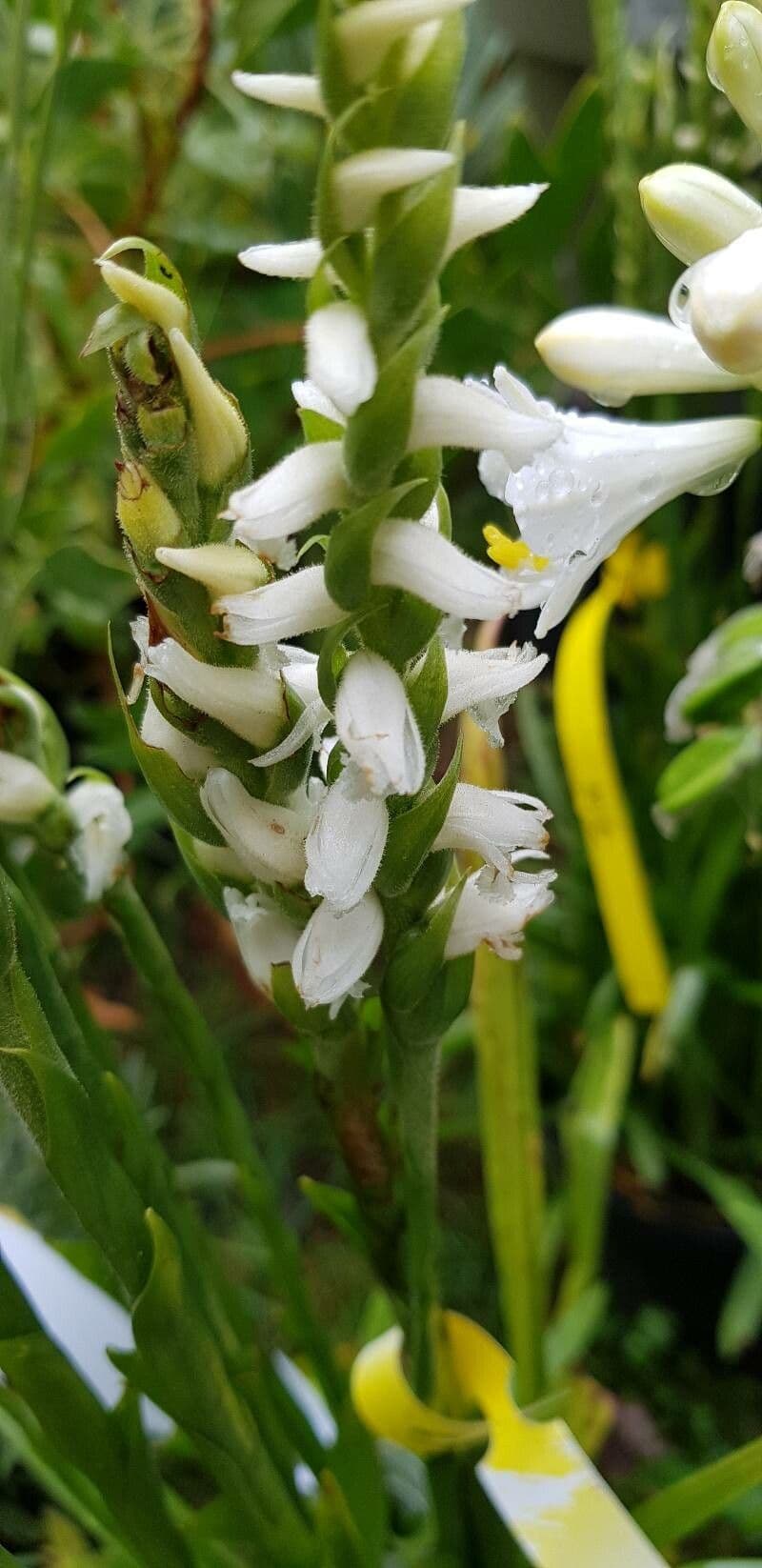 Spiranthes cernua 2