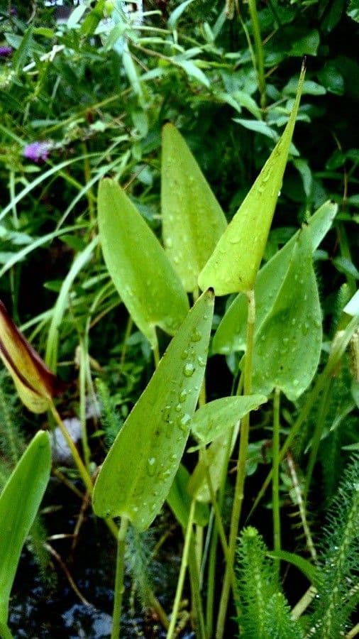 Pontederia 19