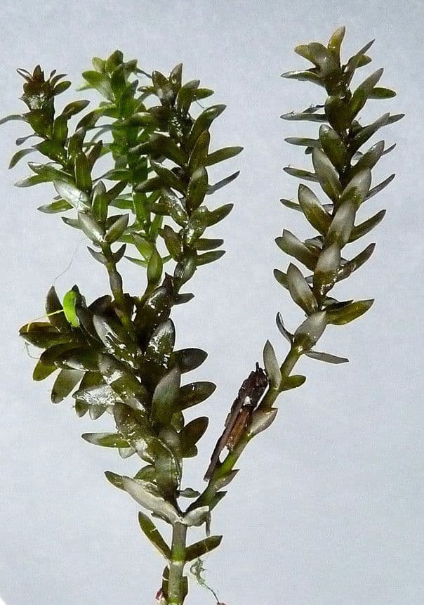 Elodea de Canadá 25