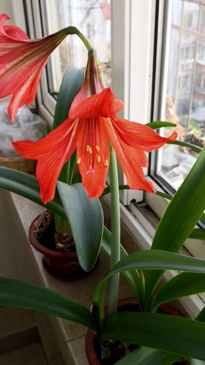 Amarilis 10
