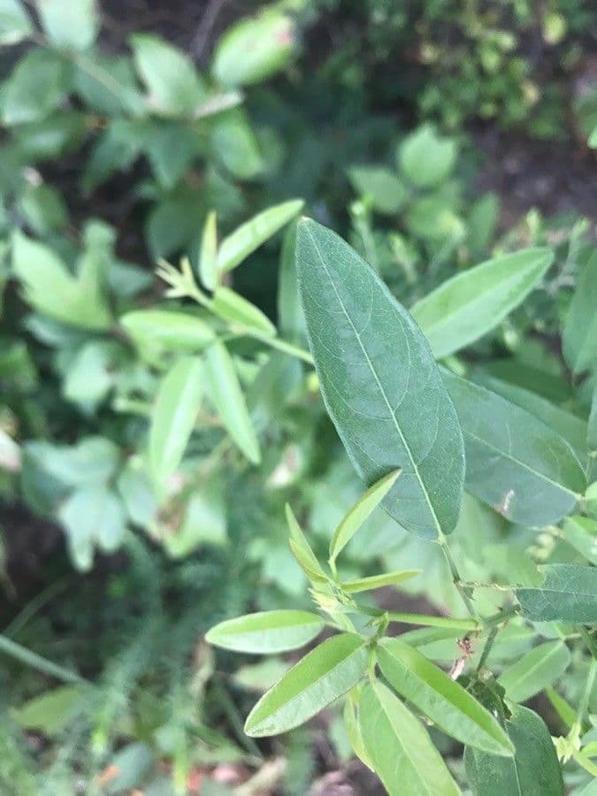 Desmodium paniculatum 26