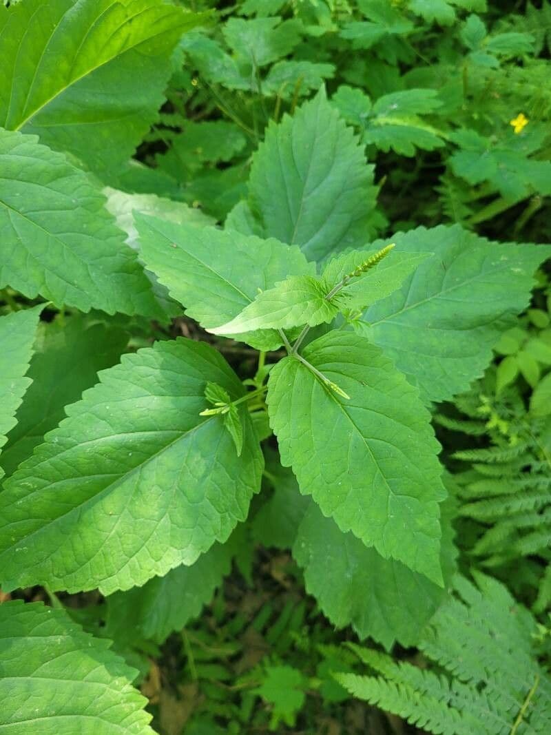 Phryma leptostachya 16