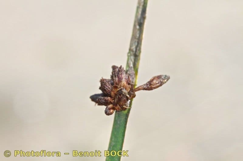 Schoenoplectus triqueter 22
