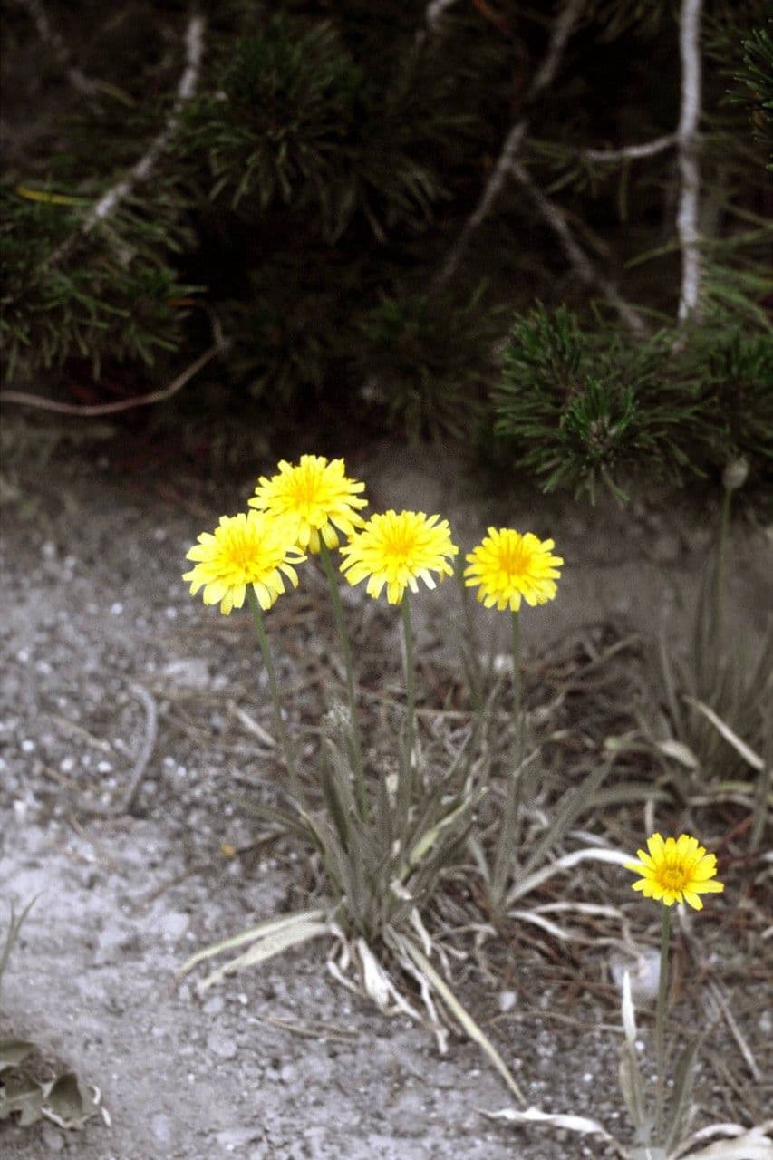 Agoseris glauca 10
