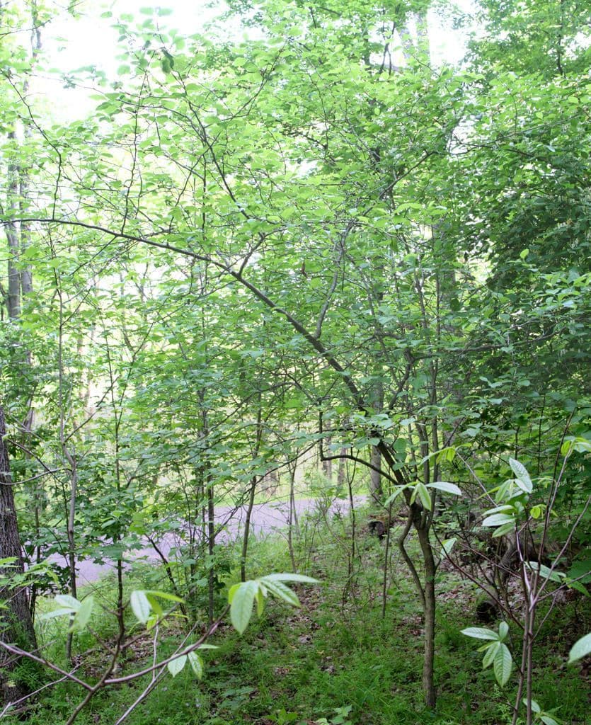 Hloh Harbisonův 11