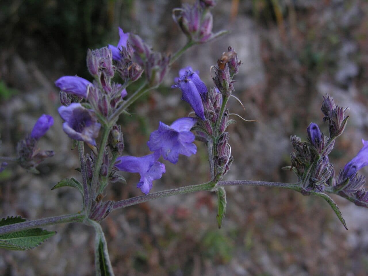 Strobilanthes 7