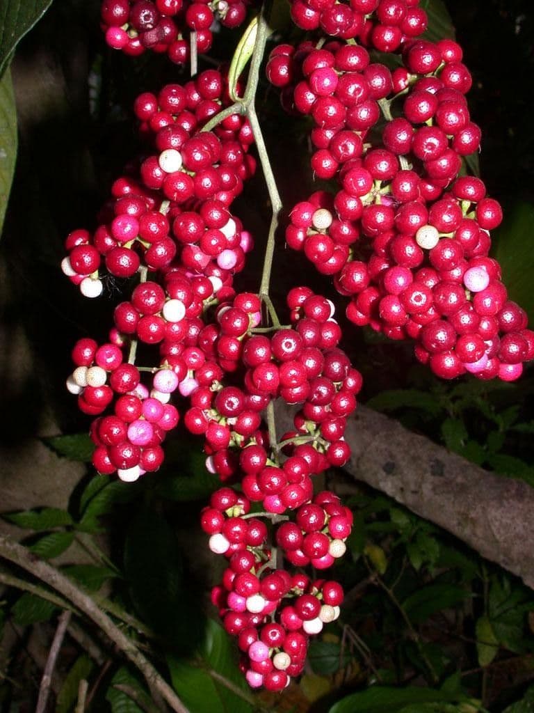 Ardisia 5