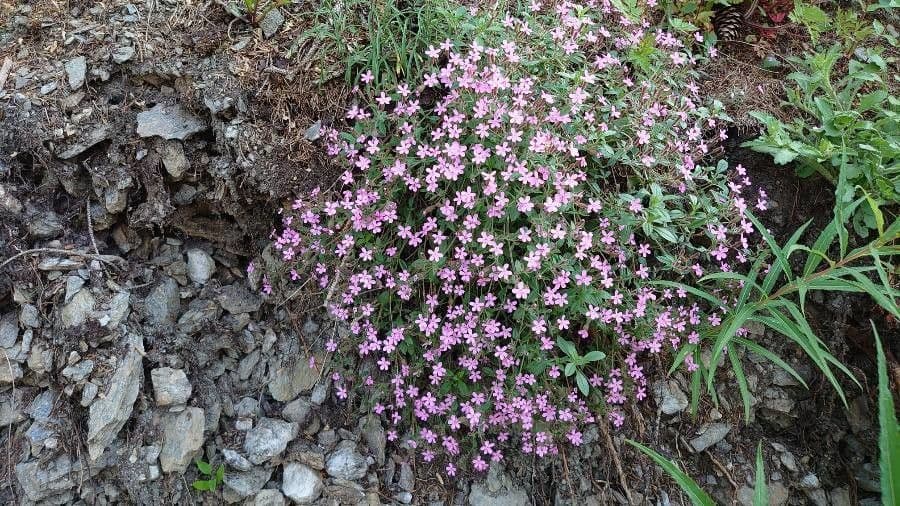 Saponaria rossa 13