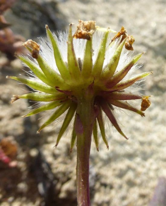 Senecio californiano 3