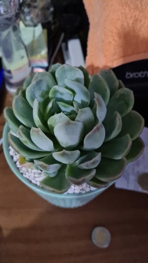 Echeveria elegante 23