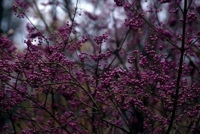 Callicarpa giapponese 11