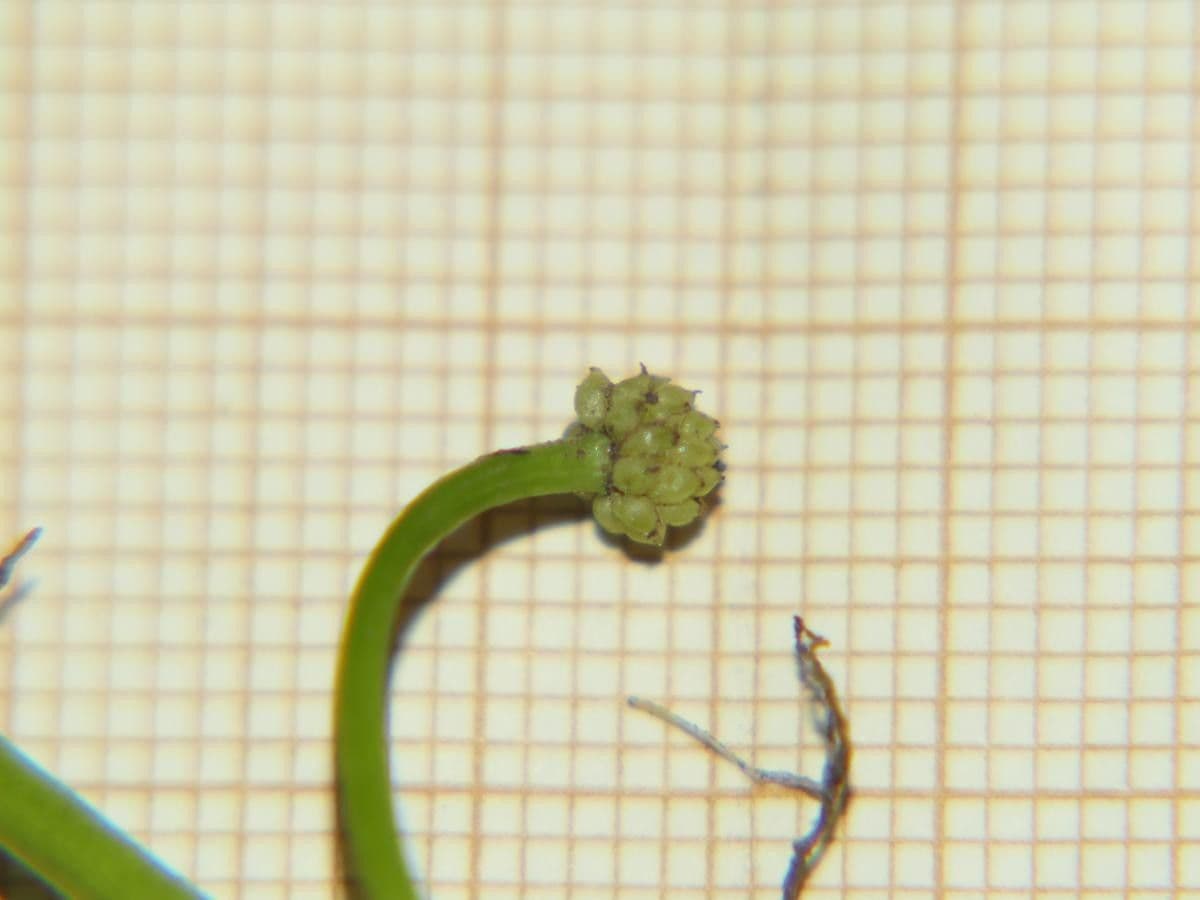 Ranunculus omiophyllus 14