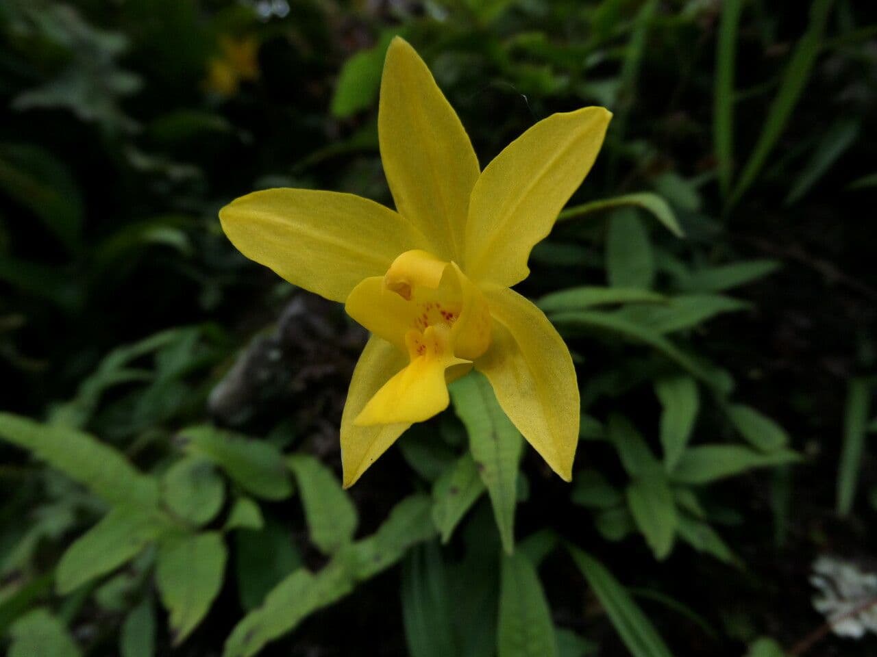Spathoglottis 5