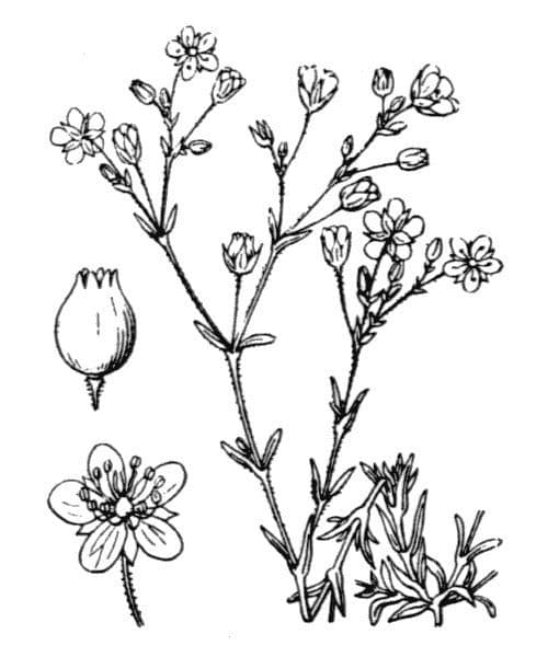 Pachamařka 20