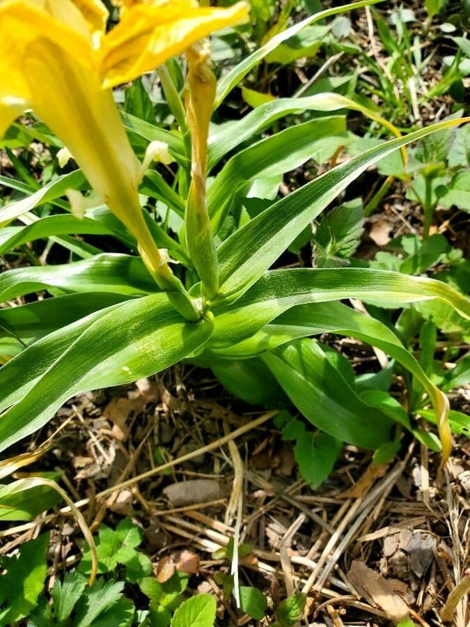 Iris 6