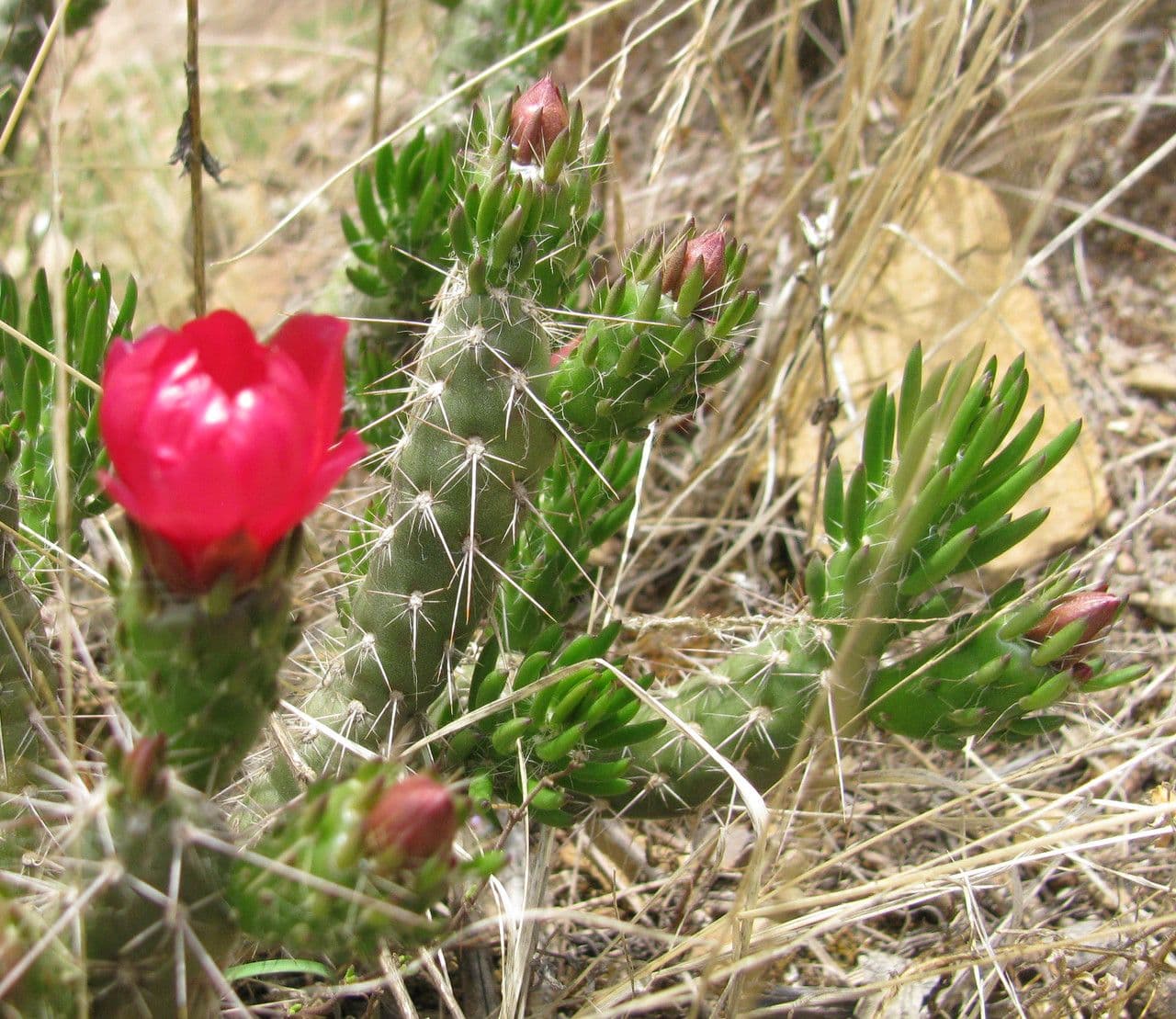 Austrocylindropuntia 2