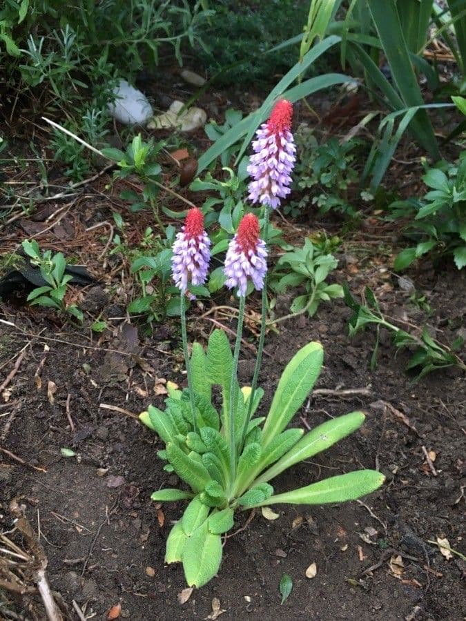Primula 7