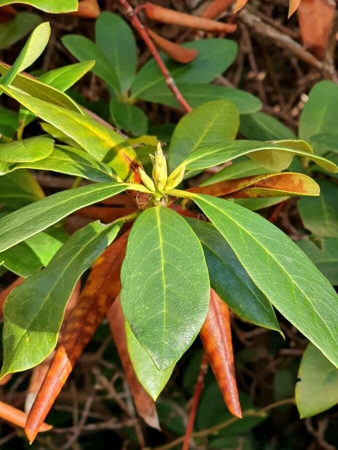 Rododendro massimo 17