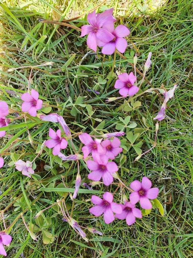 Gliederklee 23