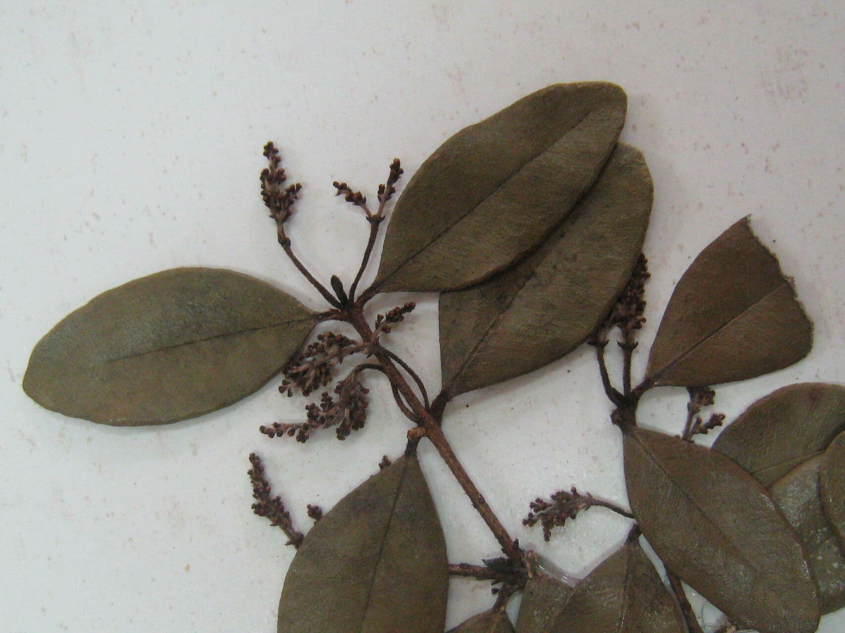 Myrcia 2