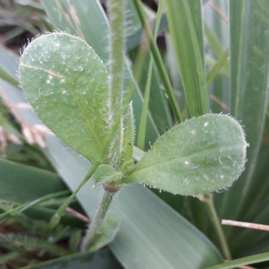 Silene gallica 19