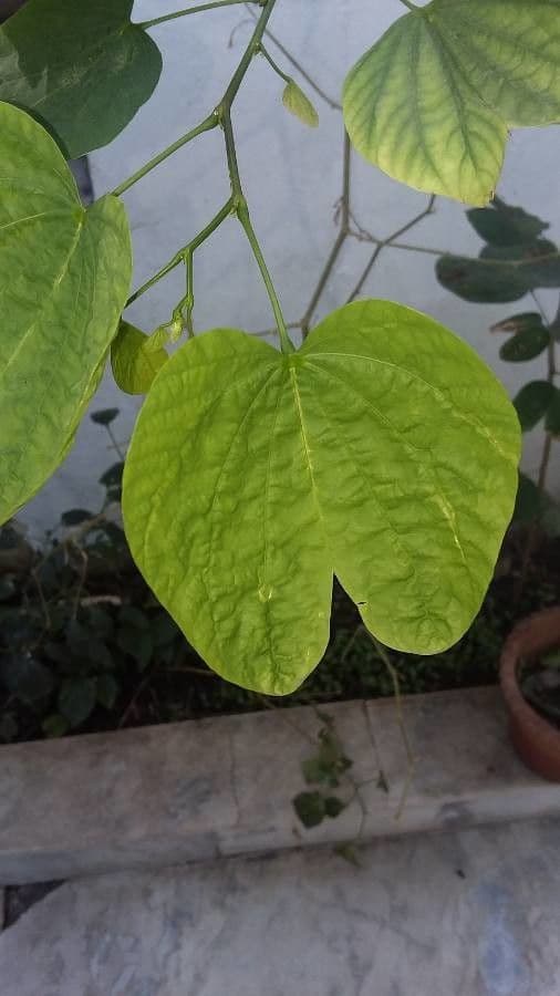 Bauhinia variegata 16