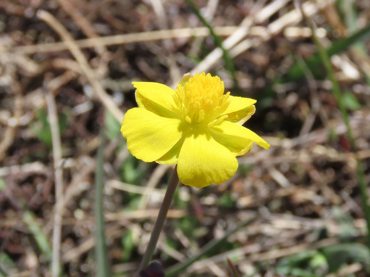 Ranunculus gramineus 9