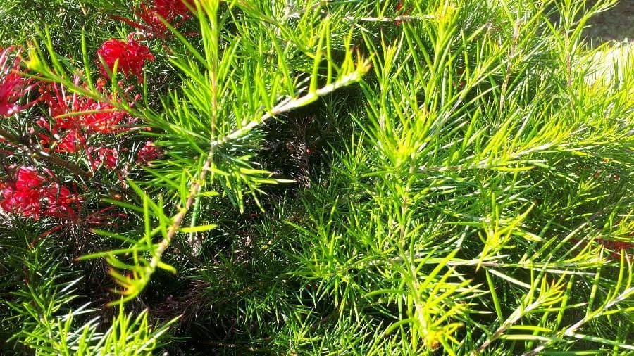 Grevillea ginepro 12