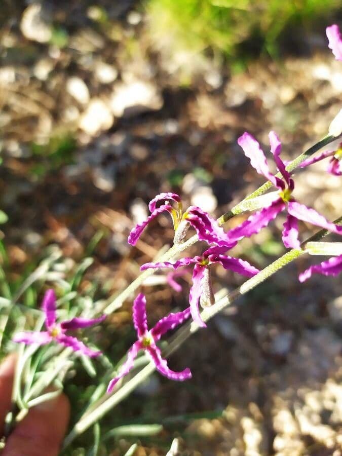 Violaciocca fruticulosa 3