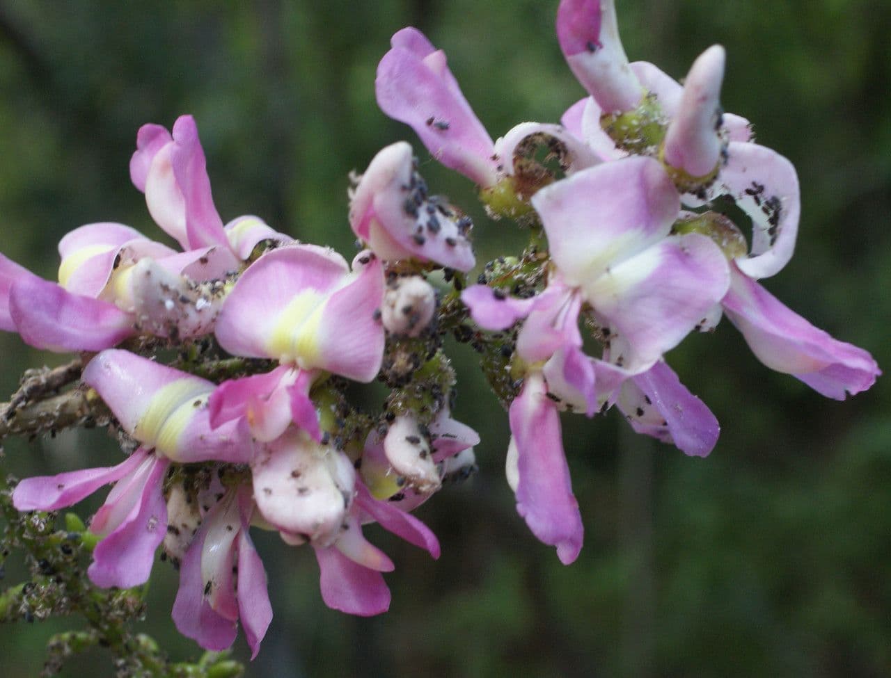 Lonchocarpus 6
