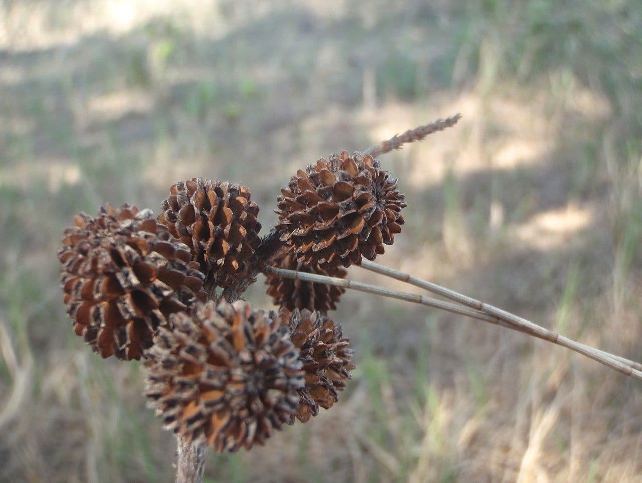 Casuarina di Cunningham 3
