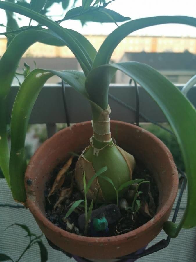 Albuca 16
