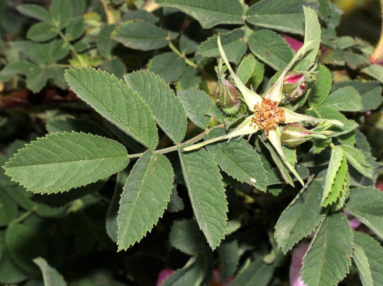 Rosa tomentosa 19
