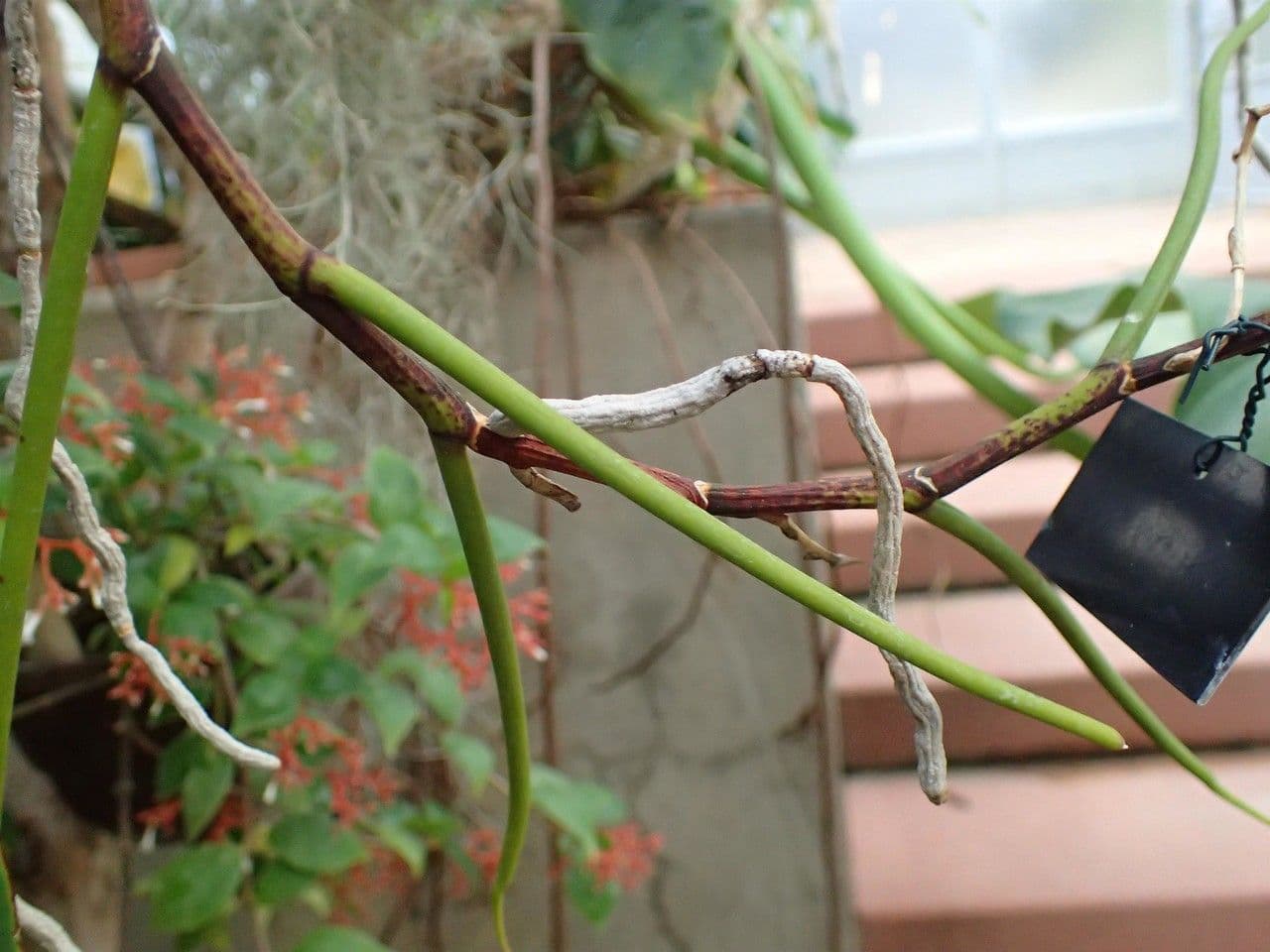 Papilionanthe 7