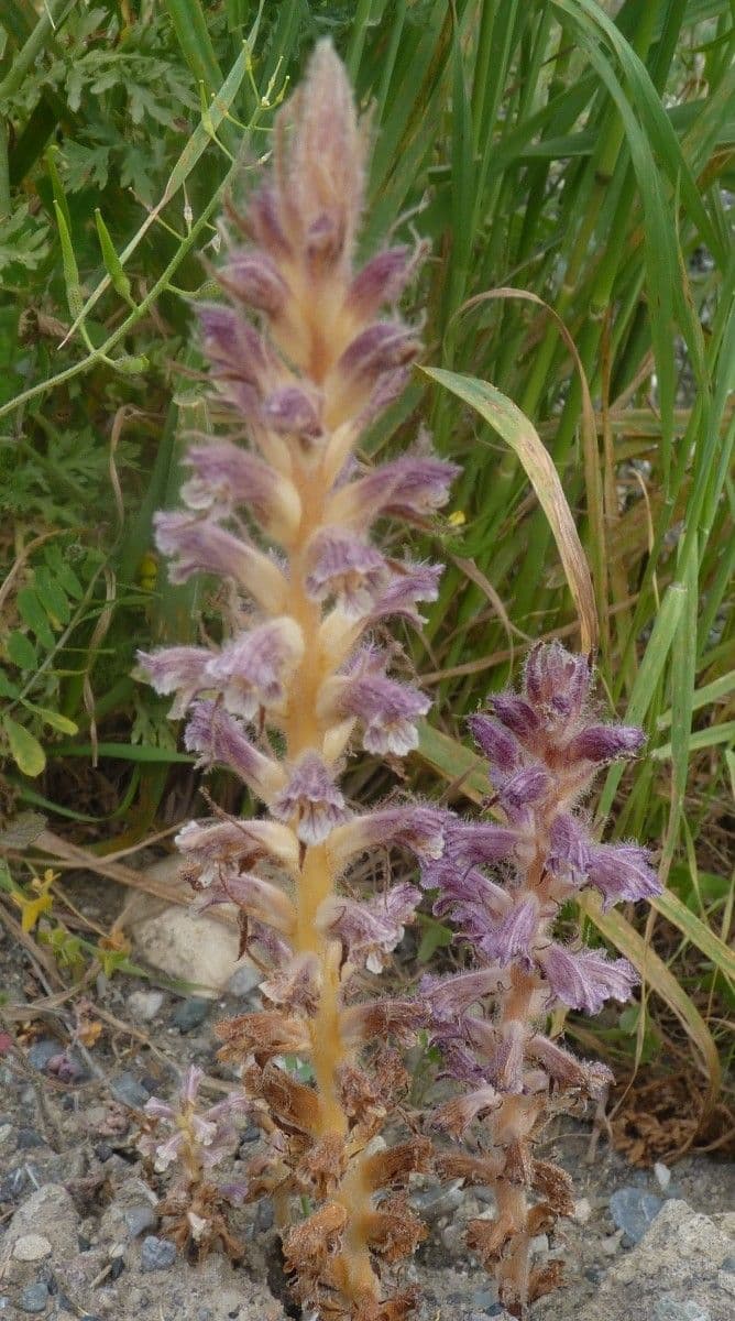 Orobanche pubescente 9