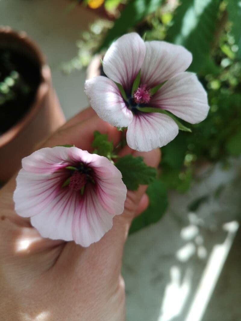 Malope 4