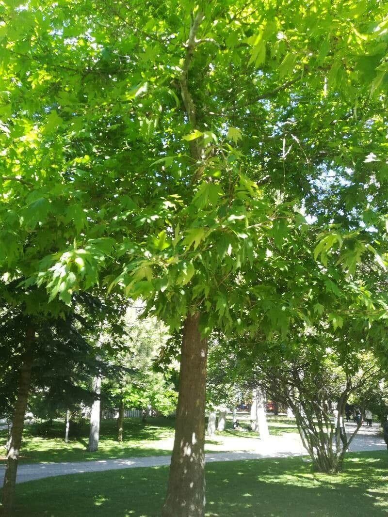 Platanus orientalis 30