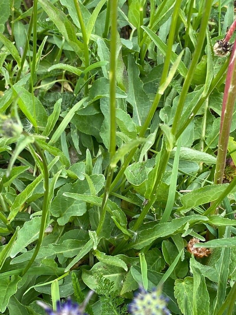 Raponchigo 17