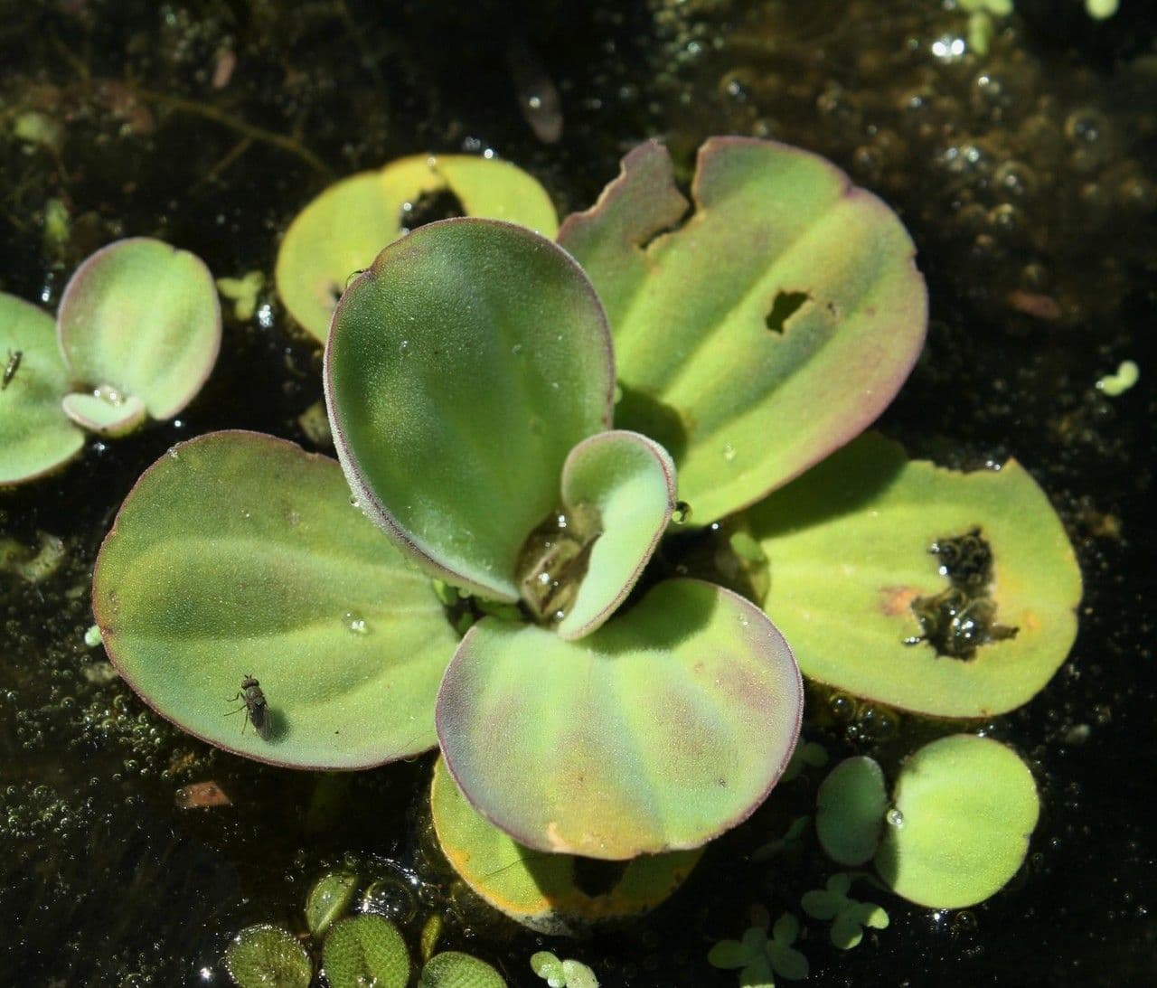 Lattuga d'acqua 2