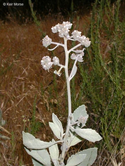 Yerba santa 10