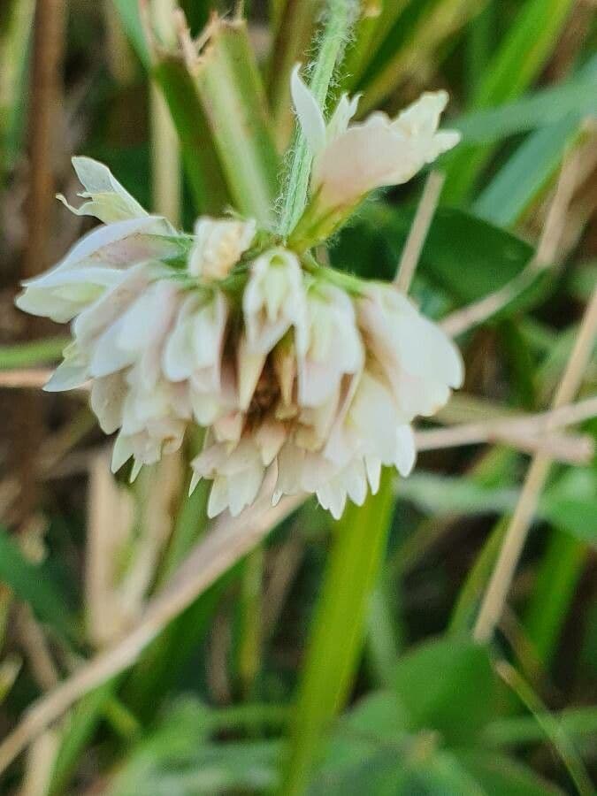Trifoglio 3