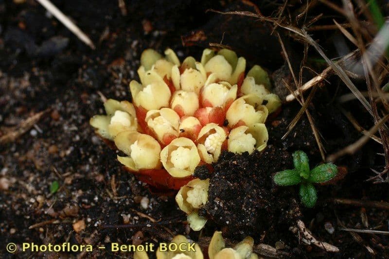 Cytinus hypocistis 26